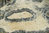 Mammoth Molar Slice With Case - South Carolina #350000-2